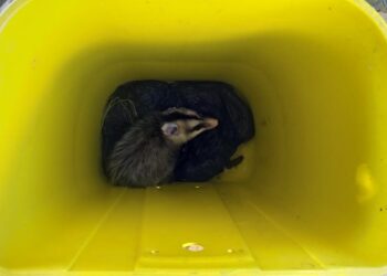 Gambá é capturado em lixeira de residência e reintroduzido na natureza pela PMA
