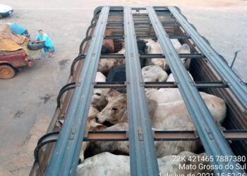 Caminhoneiro é multado em R$ 90 mil por deixar gado com fome e sede no veículo