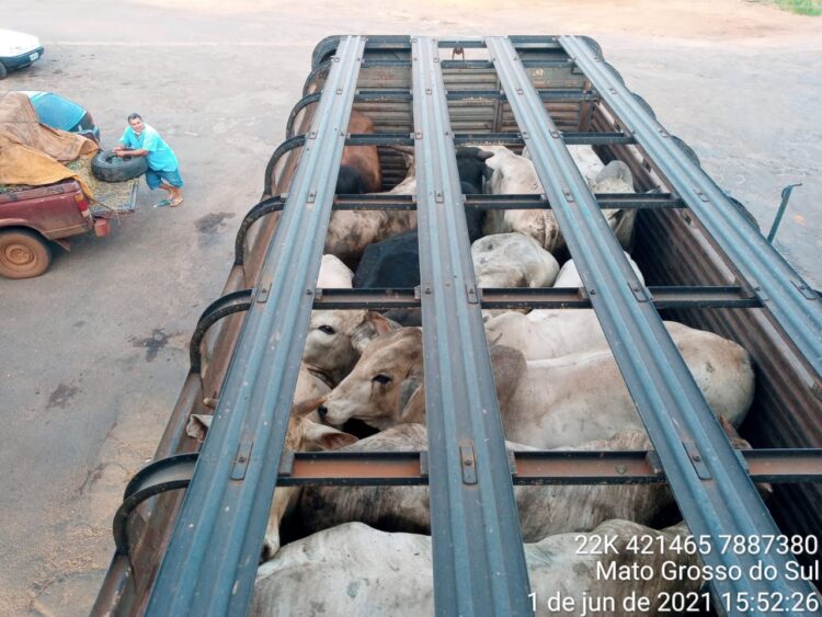 Caminhoneiro é multado em R$ 90 mil por deixar gado com fome e sede no veículo