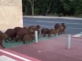 Família de capivaras atravessa Av. na faixa de pedestres e mulher fica chocada ao gravar cena