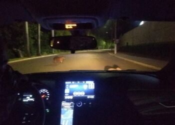Sábado com o leitor Marcos parando o Uber pra tirar foto da capivara e mandar pra “nóis”