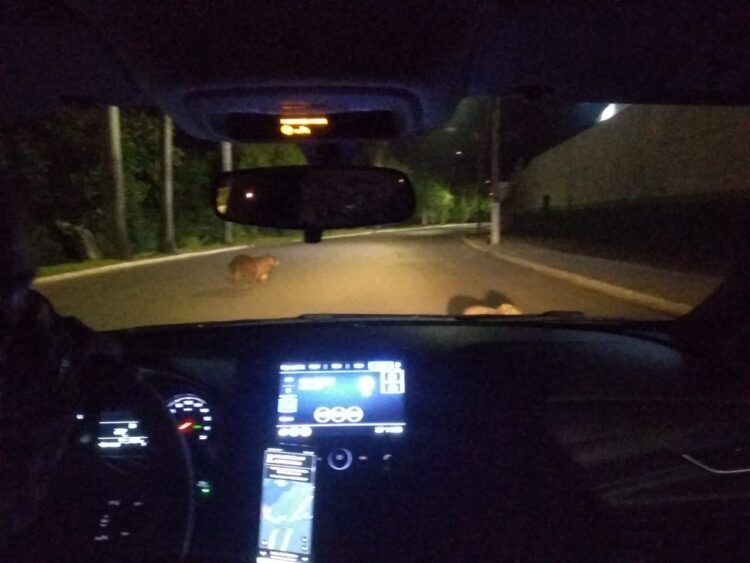 Sábado com o leitor Marcos parando o Uber pra tirar foto da capivara e mandar pra “nóis”