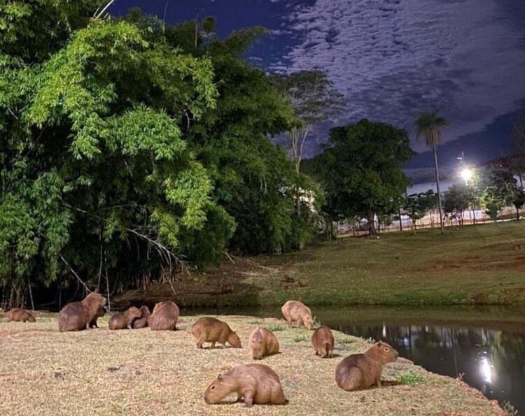 Capivaras “divando” sob um lual maravilhoso é o que tem pra hoje no #capivarou