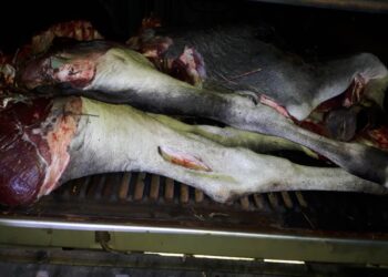 Guardião do Vale do Ivinhema prende um por furto de gado em assentamento rural
