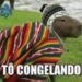 É só esfriar que a Capivara não escapa de virar meme na internet!