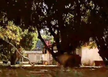 Caseiro de chácara teria trocado tiros com Lázaro em Girassol (GO)
