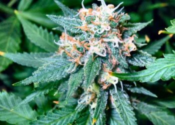 Vítima fatal da Covid tinha embaixo da cama 7 pacotes da Skunk: “a super maconha”