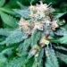 Vítima fatal da Covid tinha embaixo da cama 7 pacotes da Skunk: “a super maconha”