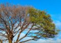 Final de semana que antecede a chegada oficial do inverno, será de tempo firme e temperaturas amenas