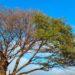 Final de semana que antecede a chegada oficial do inverno, será de tempo firme e temperaturas amenas