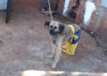 Moradora do Jacy é presa, após denúncia por manter 3 cães sem alimentos e no frio na Capital