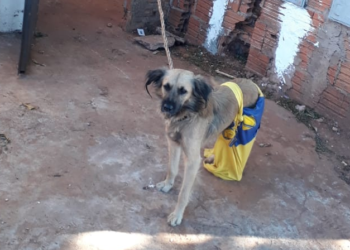 Moradora do Jacy é presa, após denúncia por manter 3 cães sem alimentos e no frio na Capital