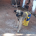 Moradora do Jacy é presa, após denúncia por manter 3 cães sem alimentos e no frio na Capital