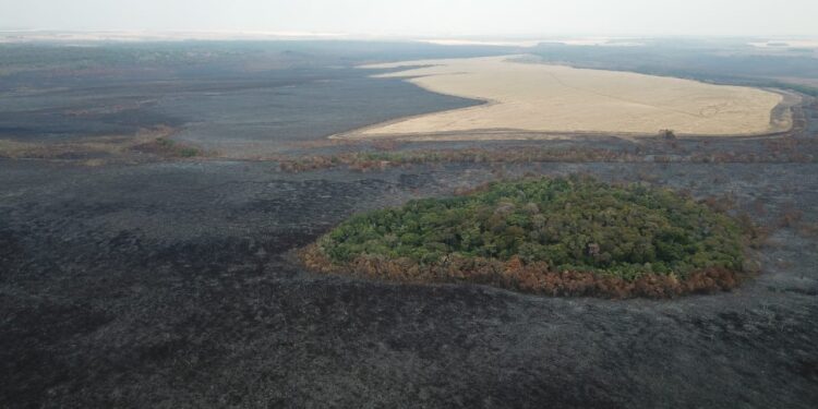 Grupo encontra fauna ativa nas áreas afetadas pelo fogo na região de Bonito e Jardim