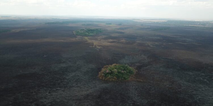 Grupo encontra fauna ativa nas áreas afetadas pelo fogo na região de Bonito e Jardim