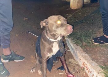 Cadela da raça Pitbull é atropelada no Santa Emília e tutor pede auxílio para cuidá-la