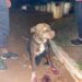 Cadela da raça Pitbull é atropelada no Santa Emília e tutor pede auxílio para cuidá-la