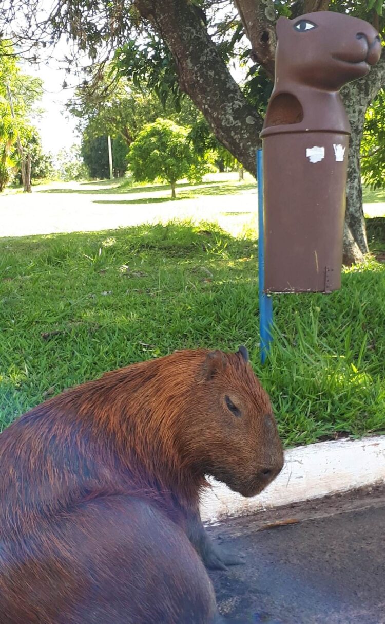 #capivarou: Olha a cara da exibida ao ver lixeiras em CG exclusivas com sua imagem
