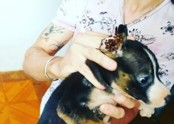 Morador da Capital é preso por maltratar 11 cachorros e uma gata cega e prenha