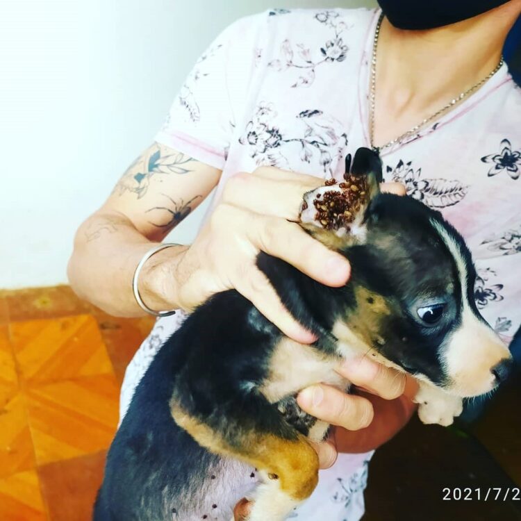 Morador da Capital é preso por maltratar 11 cachorros e uma gata cega e prenha