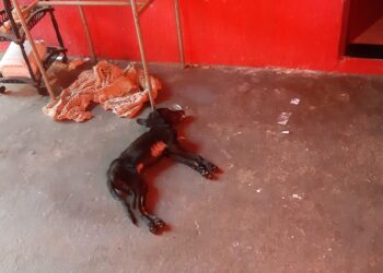 Padrasto e enteado são presos por deixarem cão morrer de frio no São Conrado