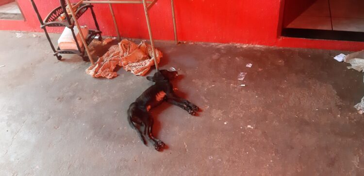 Padrasto e enteado são presos por deixarem cão morrer de frio no São Conrado