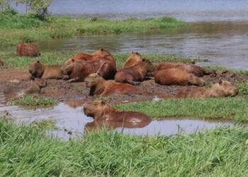 Em Dourados, capivaras de parque viram questão de saúde pública
