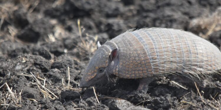 Grupo encontra fauna ativa nas áreas afetadas pelo fogo na região de Bonito e Jardim