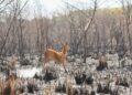 Grupo encontra fauna ativa nas áreas afetadas pelo fogo na região de Bonito e Jardim