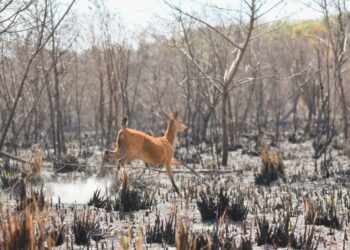 Grupo encontra fauna ativa nas áreas afetadas pelo fogo na região de Bonito e Jardim