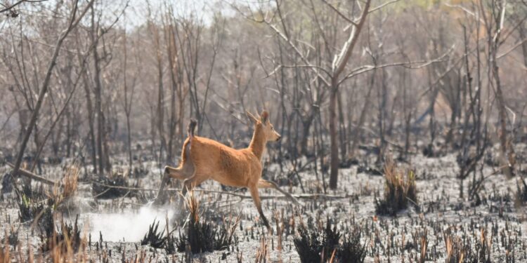 Grupo encontra fauna ativa nas áreas afetadas pelo fogo na região de Bonito e Jardim