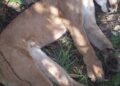 Dono de fazenda e capataz são autuados por caçada e abate de onça em MS