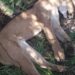 Dono de fazenda e capataz são autuados por caçada e abate de onça em MS