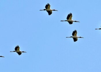Temperaturas em elevação e umidade do ar em queda em MS
