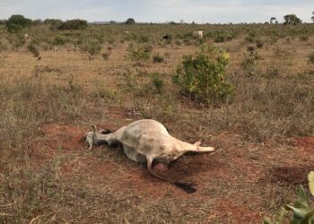 Homem é multado por deixar 70 cabeças de gado sem alimento causando mortes
