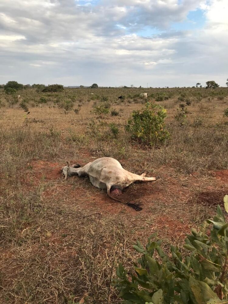 Homem é multado por deixar 70 cabeças de gado sem alimento causando mortes