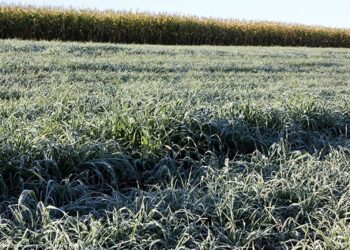 Cemtec alerta para nova geada; chuva e queda da temperatura neste início de semana