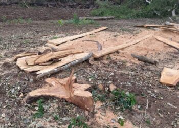 Assentados são multados em R$ 10,2 mil por derrubar árvores e explorar madeira