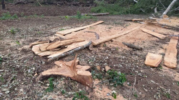 Assentados são multados em R$ 10,2 mil por derrubar árvores e explorar madeira