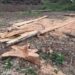 Assentados são multados em R$ 10,2 mil por derrubar árvores e explorar madeira