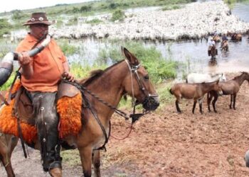 Apoio aéreo dos fazendeiros garantem a vacinação em massa no Pantanal de Corumbá