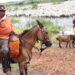 Apoio aéreo dos fazendeiros garantem a vacinação em massa no Pantanal de Corumbá