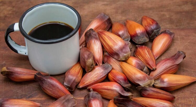 Pinhão: delícia de época que invade cardápio do inverno