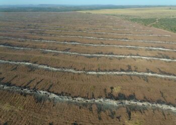 Empresário campo-grandense é autuado por incendiar restos de vegetação em fazenda