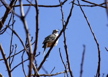 Frio ganha força e aumenta chance de geada nesta quinta-feira