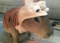 Para enfrentar frio de Campo Grande, Capivara se agasalha “dela” mesmo: imagem enviada por leitor