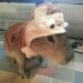 Para enfrentar frio de Campo Grande, Capivara se agasalha “dela” mesmo: imagem enviada por leitor