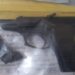 Adolescente de 15 anos mata o próprio pai com pistola ao saber de agressão à mãe