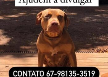 Cadela que toma medicação controlada é roubada e dono faz apelo para encontrá-la