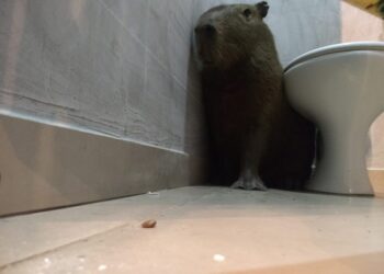 Funcionária se assusta ao encontrar capivara no banheiro de lanchonete: ‘Achei que fosse lobisomem’